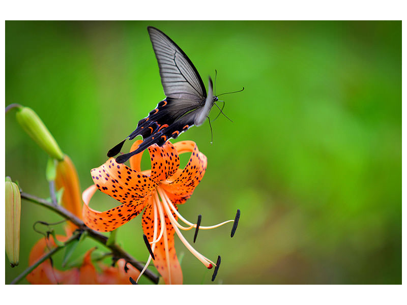 canvas-print-the-tiger-lily-and-the-butterfly