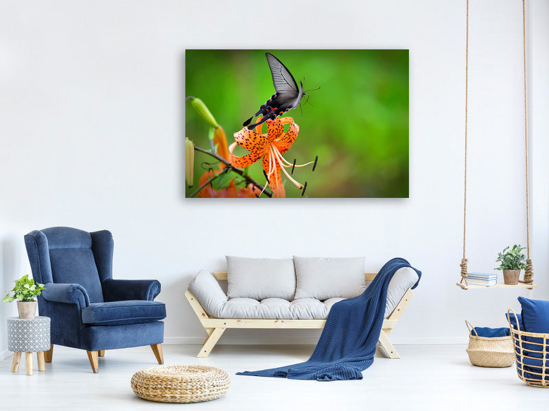 canvas-print-the-tiger-lily-and-the-butterfly