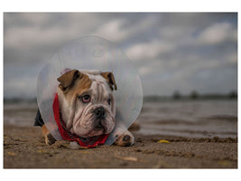 canvas-print-the-vet-gave-me-this-collarand-i-am-not-happy-with-it