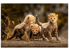 canvas-print-three-little-cheetahs-x