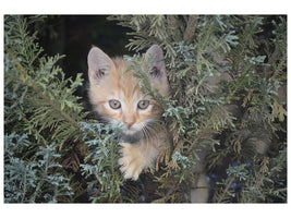 canvas-print-tiger-kitten