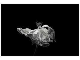 canvas-print-tulip-x