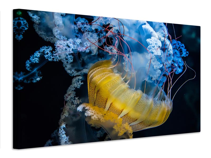 canvas-print-underwater-dancer-x