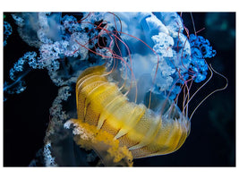 canvas-print-underwater-dancer-x