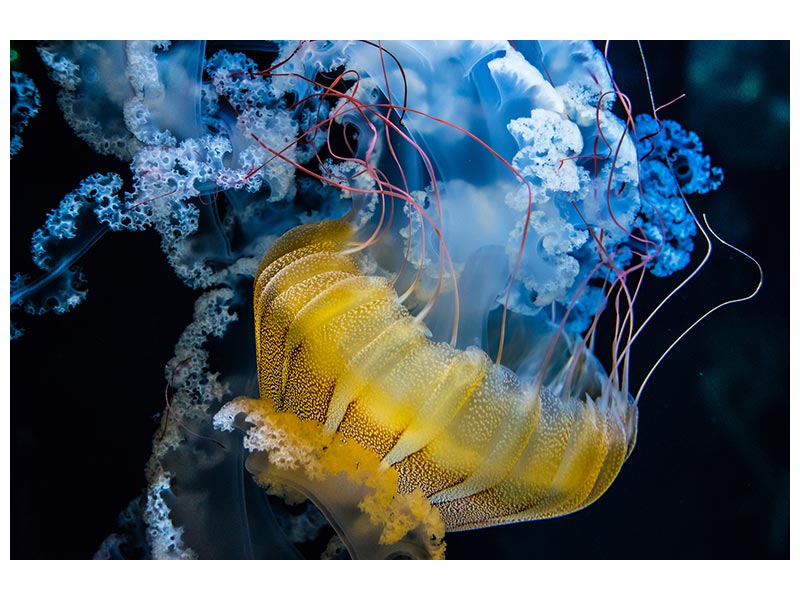 canvas-print-underwater-dancer-x