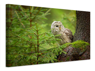 canvas-print-ural-owl-x