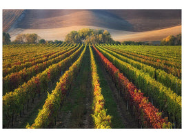 canvas-print-vineyard-in-autumn-x