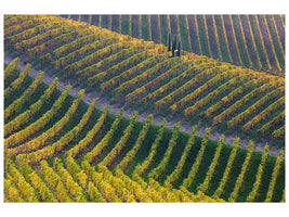 canvas-print-vineyards-x