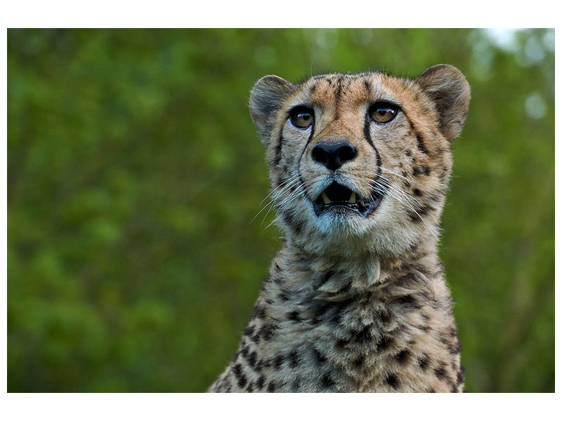 canvas-print-watchful-cheetah