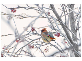 canvas-print-waxwing-x