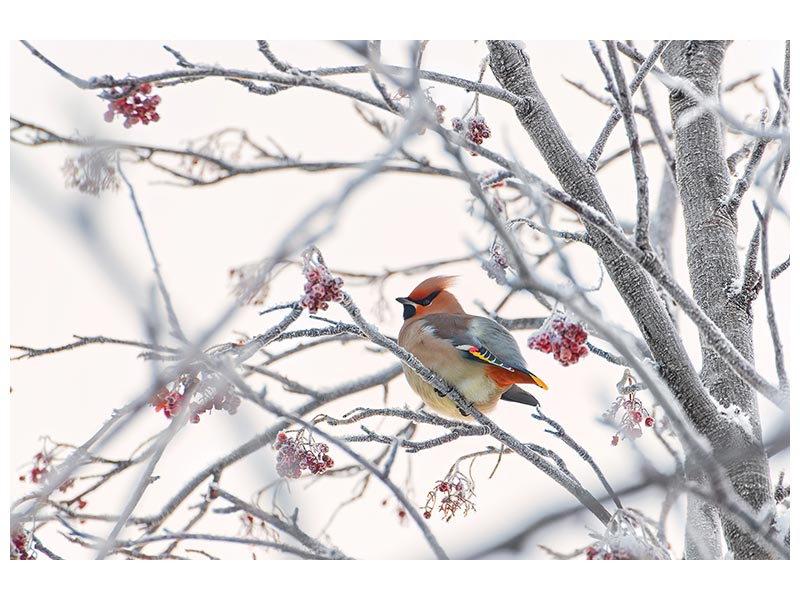 canvas-print-waxwing-x