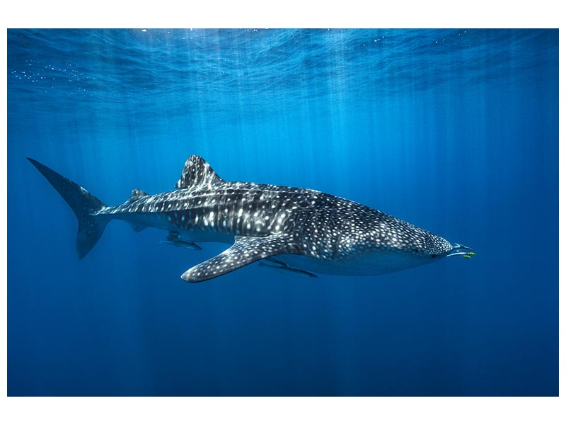 canvas-print-whale-shark-in-the-blue-x