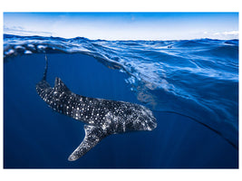 canvas-print-whale-shark-on-split-level