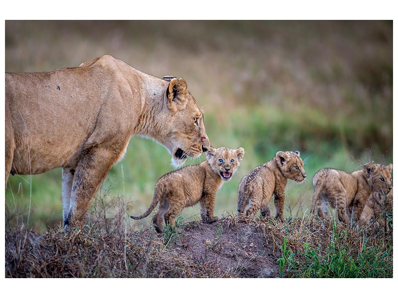 canvas-print-when-are-we-stopping-for-dinner-x