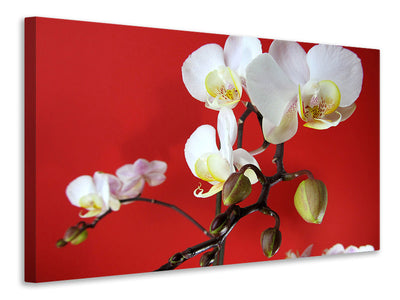 canvas-print-white-orchids-on-red-wall