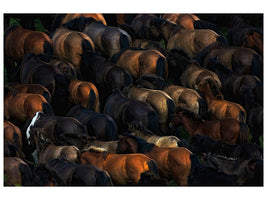 canvas-print-wild-horses-x