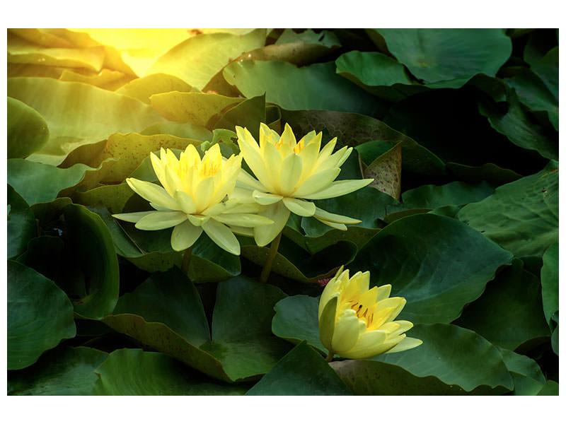 canvas-print-wild-lotus