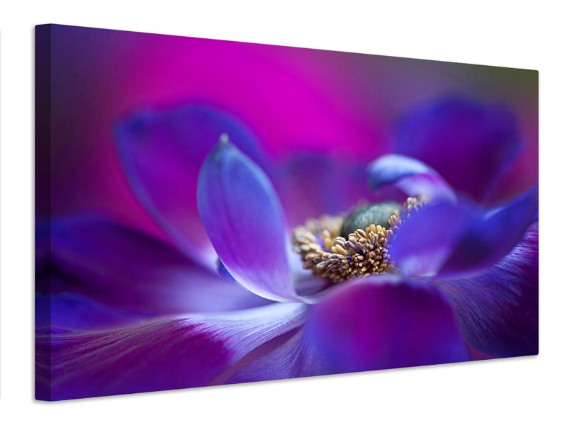 canvas-print-windflower-x