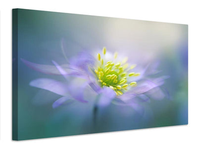 canvas-print-windflower-xyq