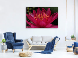 canvas-print-wonderful-water-lily