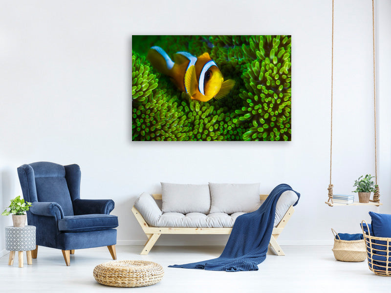 canvas-print-yellow-clownfish-on-green-anemon