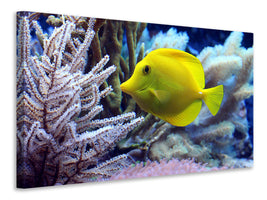 canvas-print-yellow-doctor-fish-xl