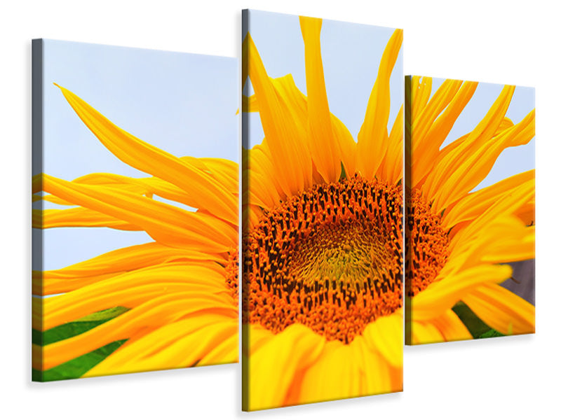 modern-3-piece-canvas-print-big-sunflower