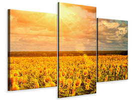 modern-3-piece-canvas-print-golden-light-sunflower