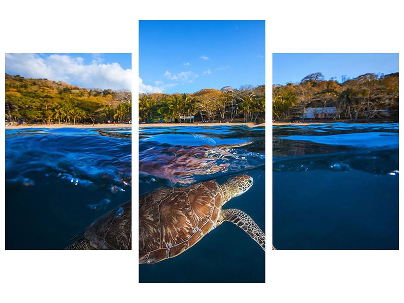 modern-3-piece-canvas-print-green-turtle-sea-turtle