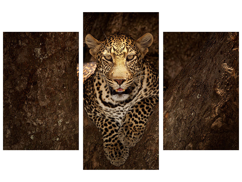 modern-3-piece-canvas-print-leopard-resting-on-a-tree-at-masai-mara