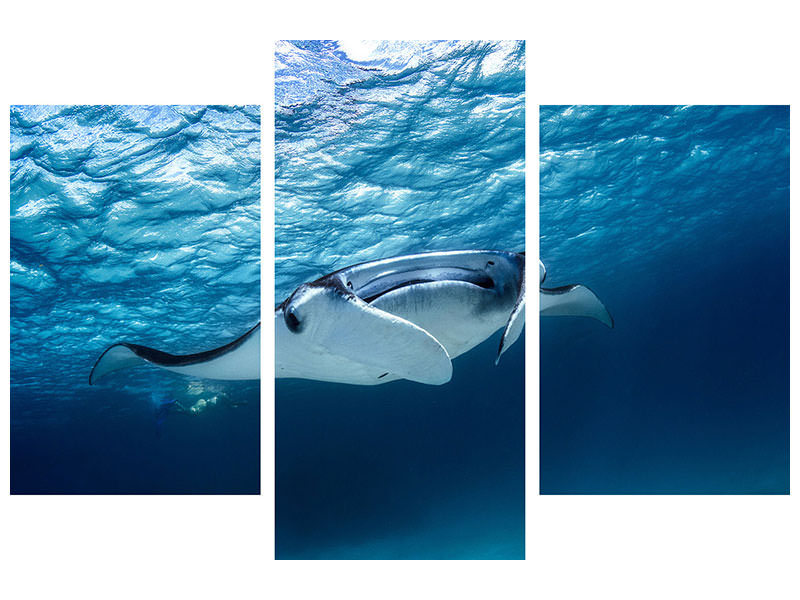 modern-3-piece-canvas-print-manta-ray