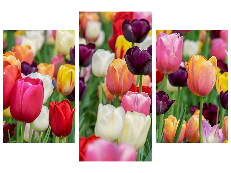 modern-3-piece-canvas-print-the-colors-of-the-tulips