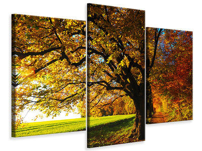 modern-3-piece-canvas-print-trees-in-the-autumn