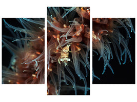 modern-3-piece-canvas-print-zanzibar-whip-coral-shrimp