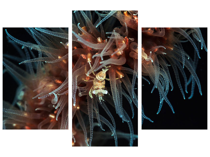 modern-3-piece-canvas-print-zanzibar-whip-coral-shrimp