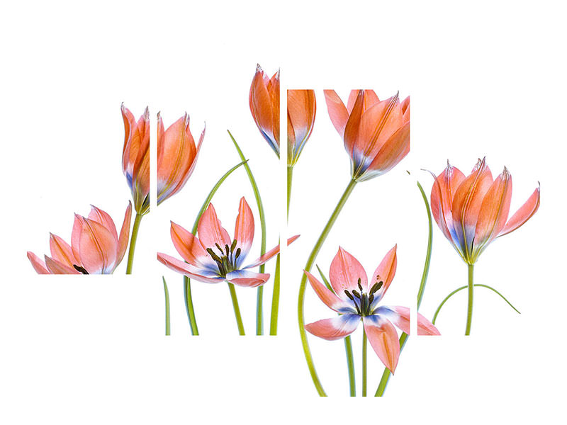 modern-4-piece-canvas-print-apricot-tulips