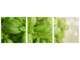 panoramic-3-piece-canvas-print-a-bouquet-of-basil