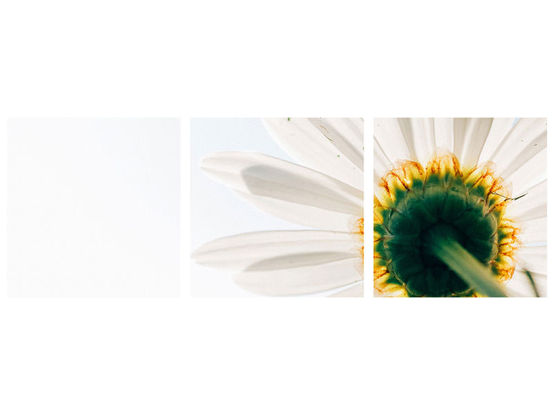 panoramic-3-piece-canvas-print-a-daisy