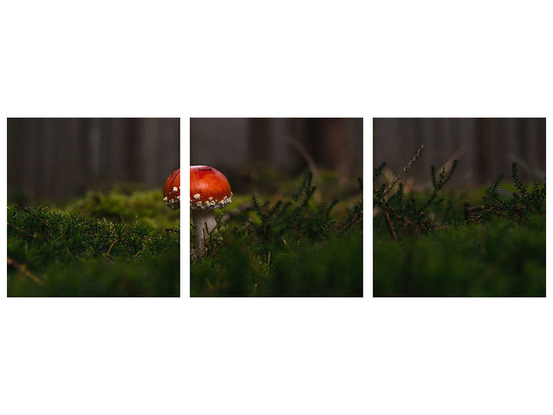 panoramic-3-piece-canvas-print-a-mushroom-in-the-forest