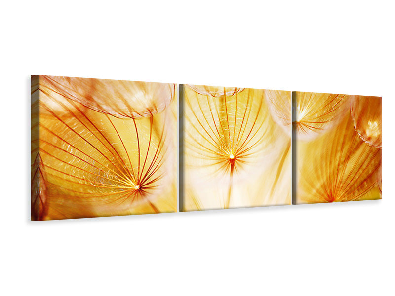 panoramic-3-piece-canvas-print-close-up-dandelion-in-light