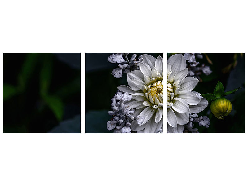 panoramic-3-piece-canvas-print-dahlia-flower