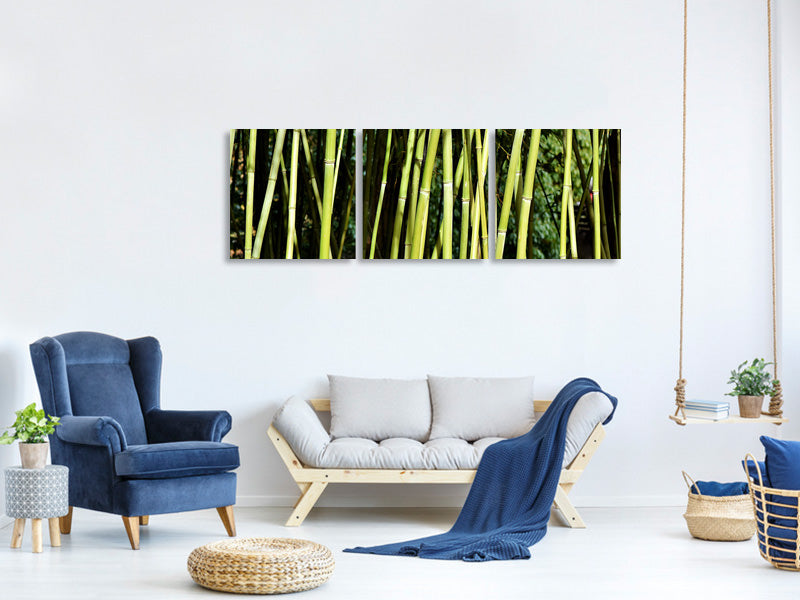 panoramic-3-piece-canvas-print-fresh-bamboo