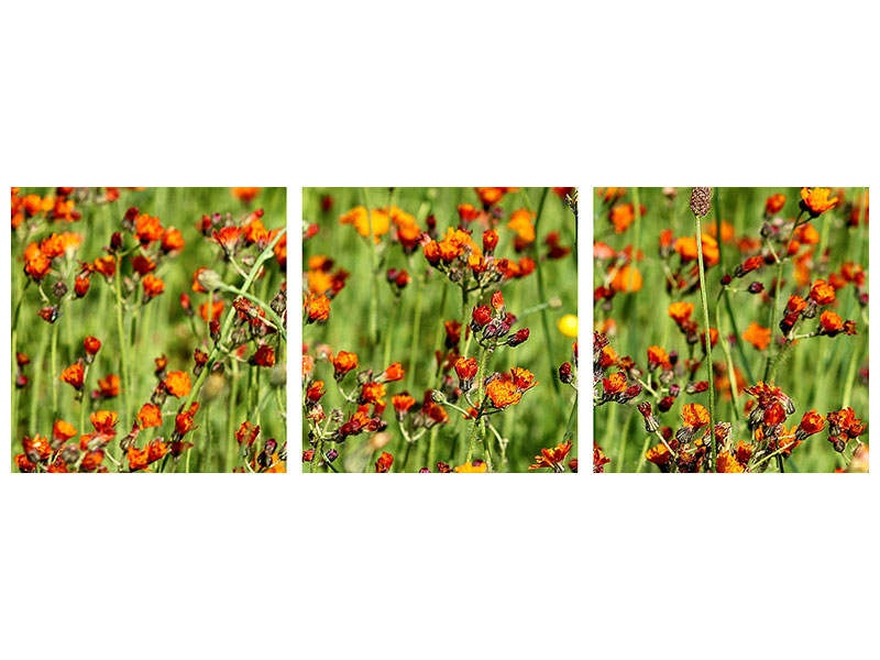 panoramic-3-piece-canvas-print-hawkweeds