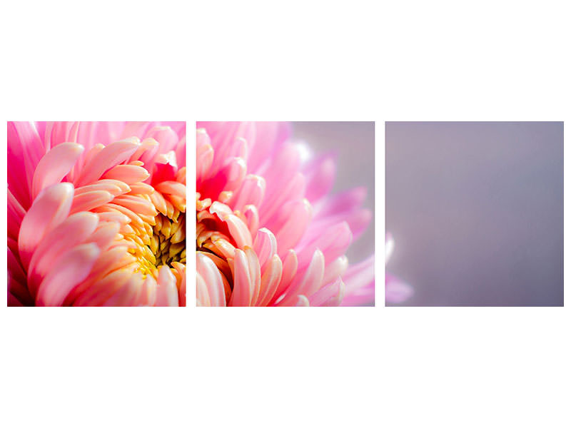 panoramic-3-piece-canvas-print-macro-chrysanthemum