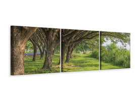 panoramic-3-piece-canvas-print-mature-trees