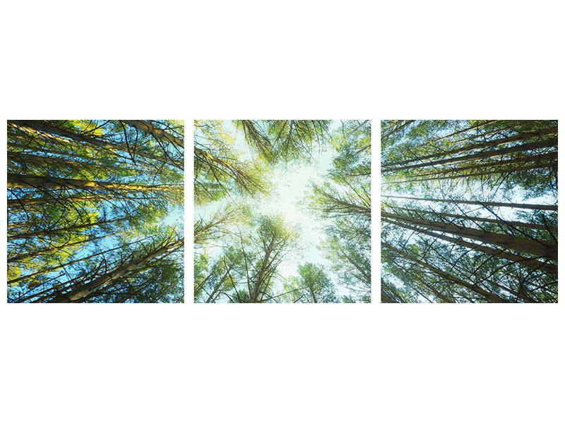 panoramic-3-piece-canvas-print-pine-forest