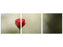 panoramic-3-piece-canvas-print-red-poppy