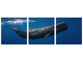 panoramic-3-piece-canvas-print-sperm-whale