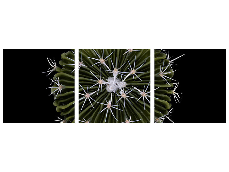 panoramic-3-piece-canvas-print-stenocactus