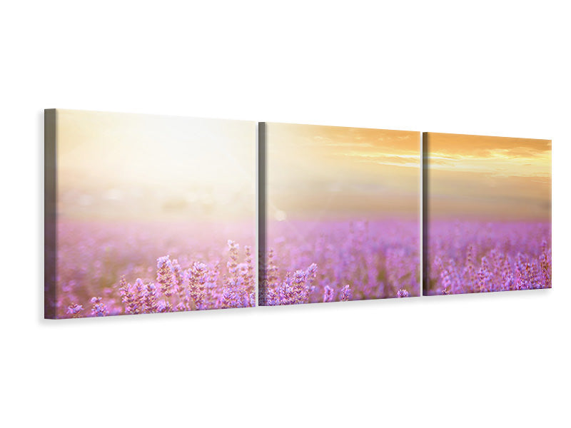 panoramic-3-piece-canvas-print-sunset-in-lavender-field